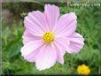 pink cosmos flower