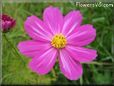 purple white cosmos flower