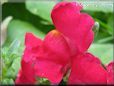 red snap dragon flower