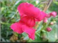 red snap dragon flower