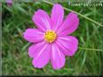 purple white cosmos flower
