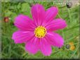 purple white cosmos flower
