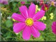 purple white cosmos flower