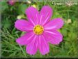 purple white cosmos flower