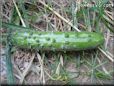 medium cucumber