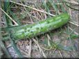 medium cucumber