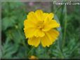 yellow cosmos flower