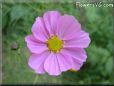 pink cosmos flower