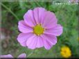 pink cosmos flower