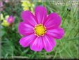 purple white cosmos flower