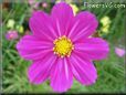 purple white cosmos flower