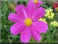 purple white cosmos flower