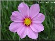 pink cosmos flower