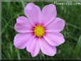 pink cosmos flower