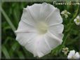 white morning glory flower