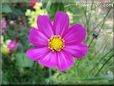 purple white cosmos flower