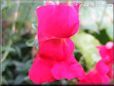red snap dragon flower