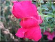 red snap dragon flower