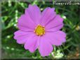 pink cosmos flower