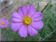 pink cosmos flower