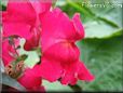 red snap dragon flower