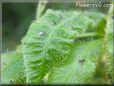  sundew plant