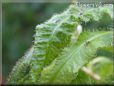  sundew plant