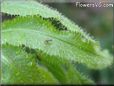  sundew plant