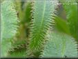  sundew plant