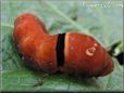 red caterpillar