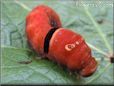 red caterpillar