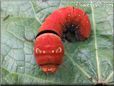 red caterpillar