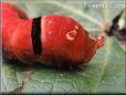 red caterpillar