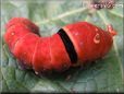 red black yellow caterpillar