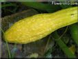 squash