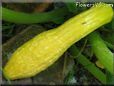 squash