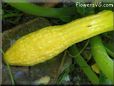 squash