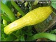squash