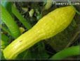 squash