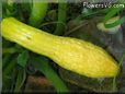 squash