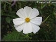 white cosmos flower