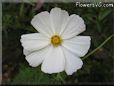 white cosmos flower