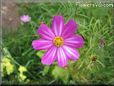 purple white cosmos flower