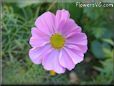 pink cosmos flower