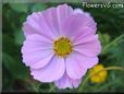 pink cosmos flower