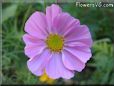 pink cosmos flower
