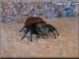 red back jumping spider