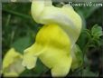 yellow snap dragon flower