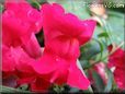 red snap dragon flower