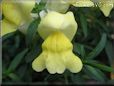 yellow snap dragon flower